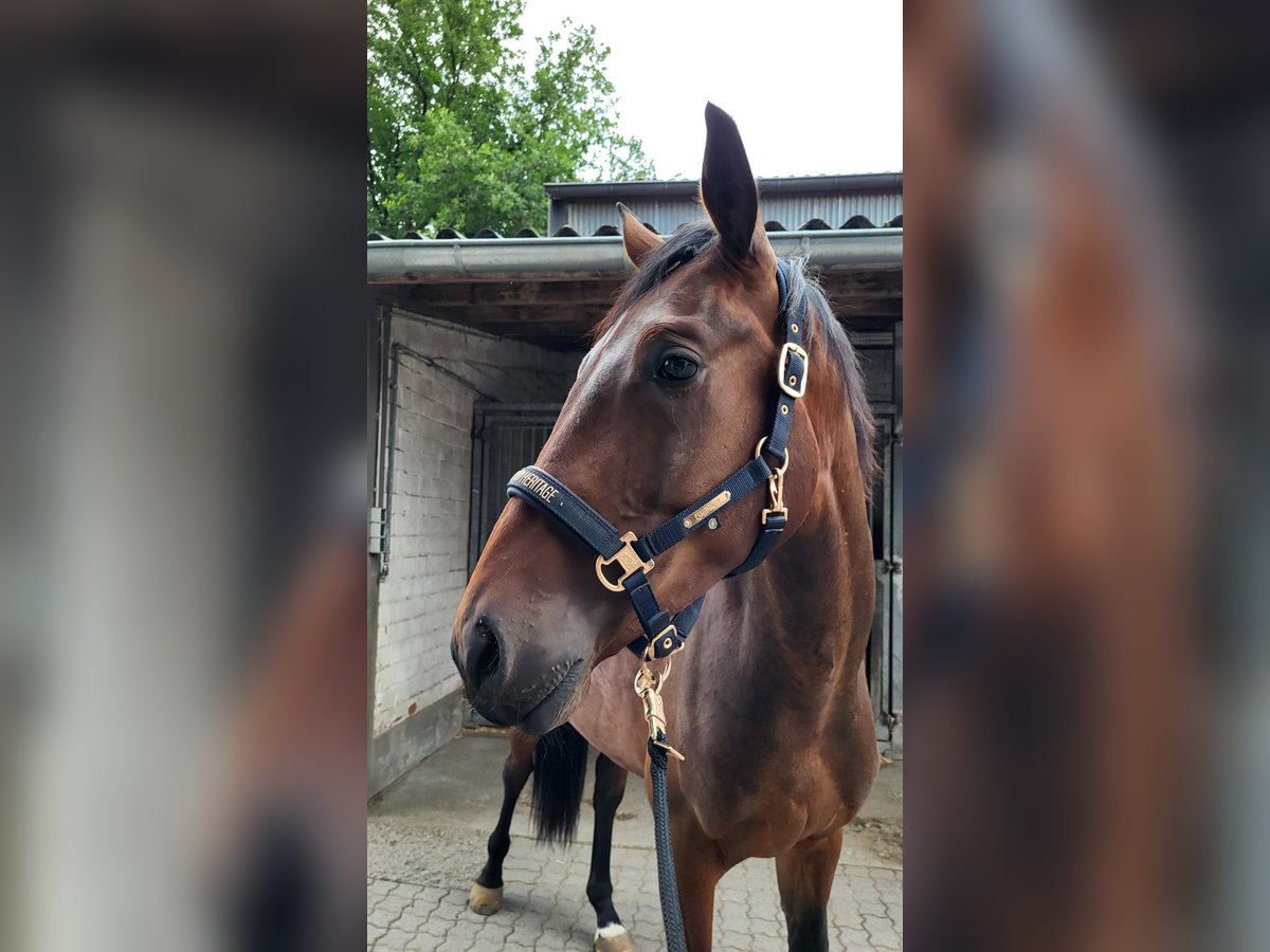 Deutsches Sportpferd Wallach 3 Jahre 172 cm Dunkelbrauner in Essen