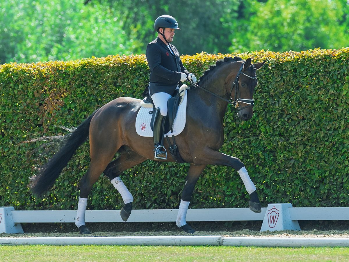Deutsches Sportpferd Wallach 3 Jahre 173 cm Dunkelbrauner in M&#xFC;nster-Handorf