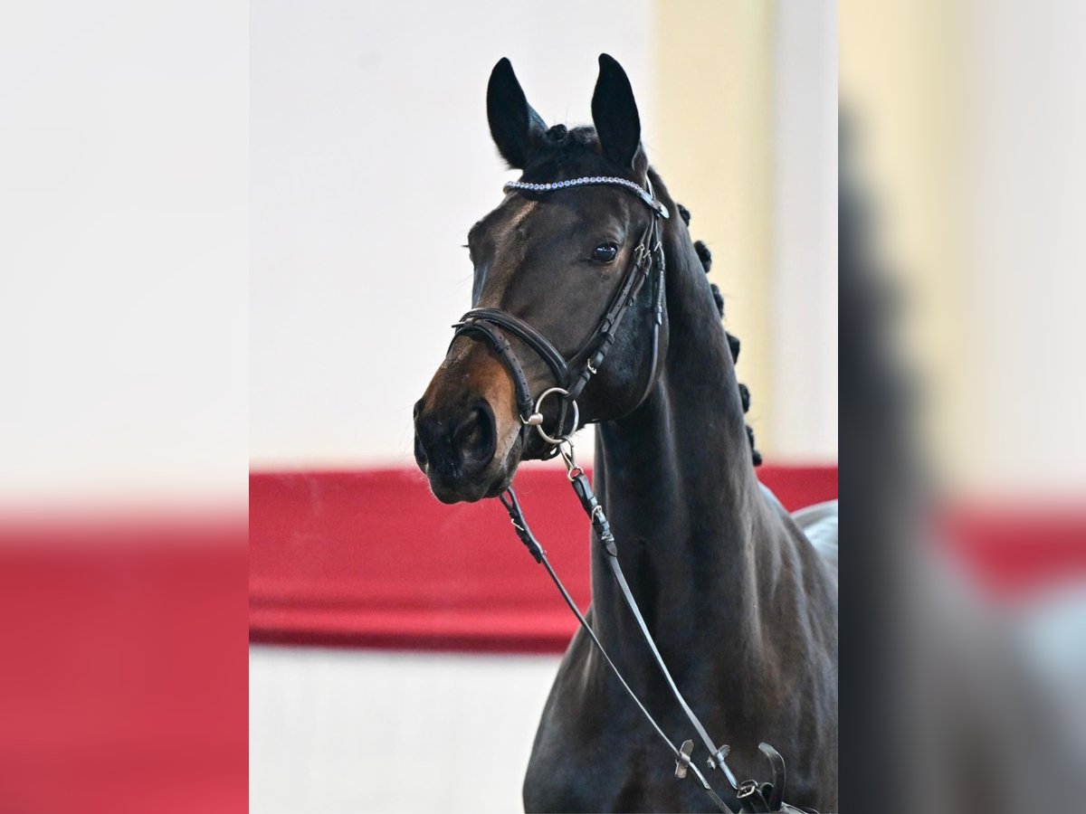 Deutsches Sportpferd Wallach 3 Jahre 174 cm Dunkelbrauner in Templin
