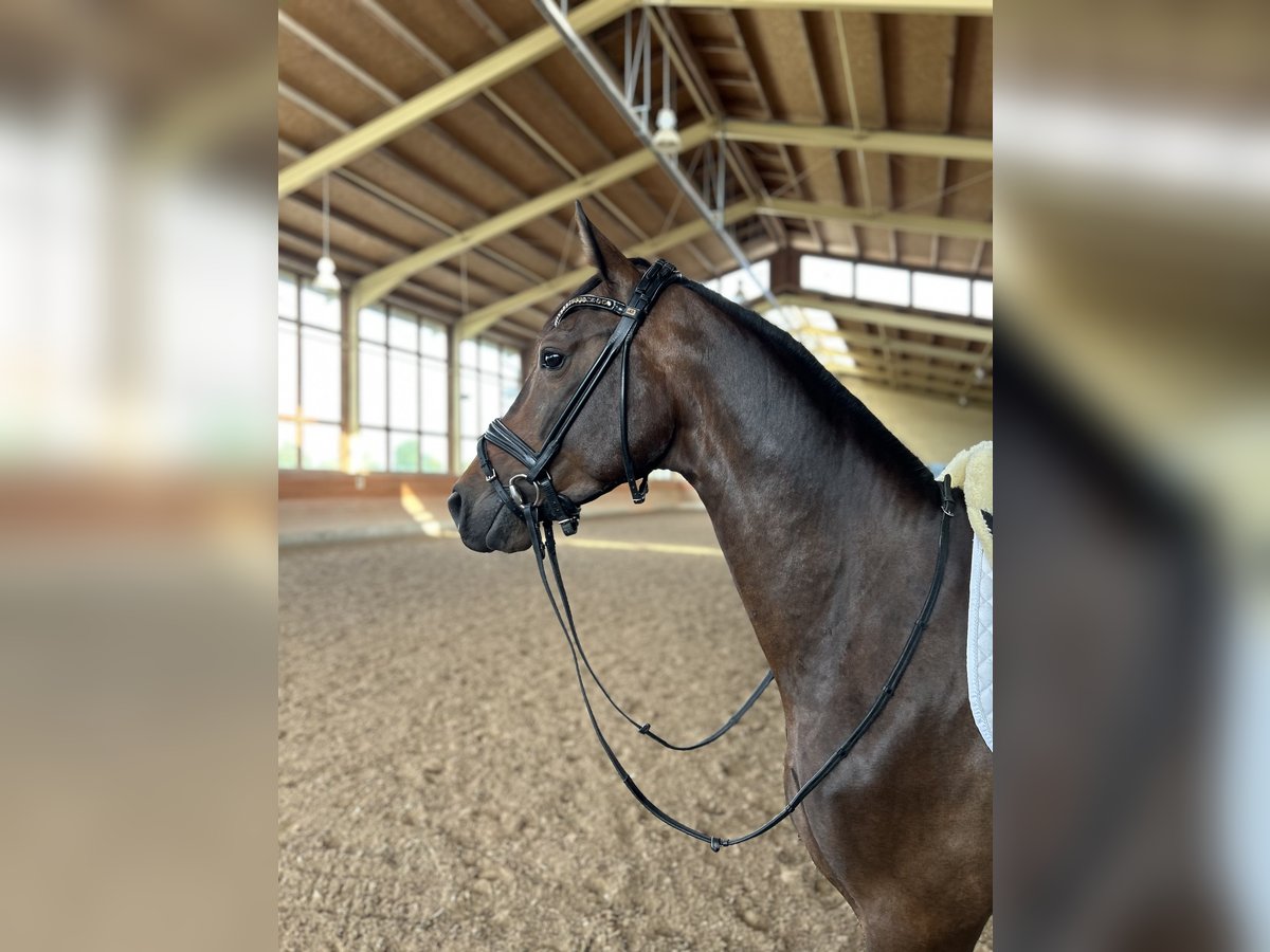 Deutsches Sportpferd Wallach 4 Jahre 155 cm Dunkelbrauner in Heiligenhaus
