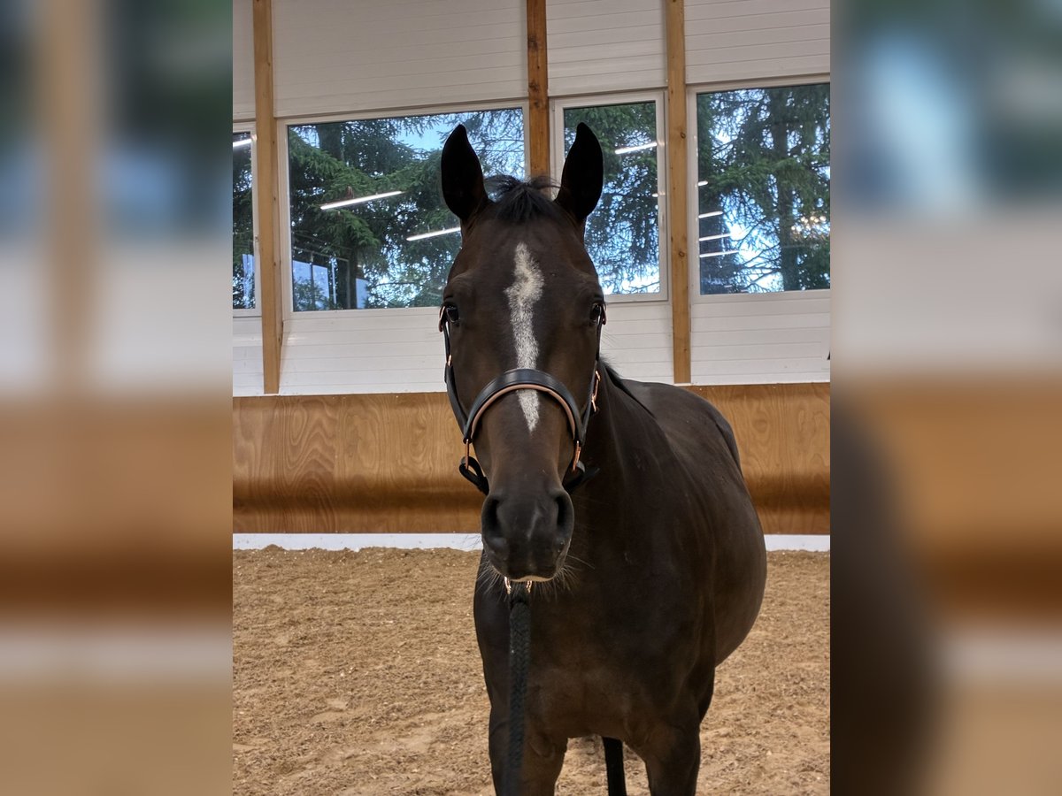 Deutsches Sportpferd Wallach 4 Jahre 155 cm Dunkelbrauner in Schwifting