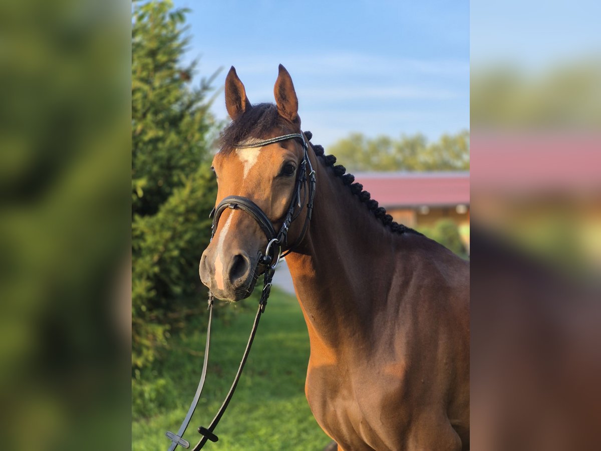 Deutsches Sportpferd Wallach 4 Jahre 158 cm Brauner in Salzburg