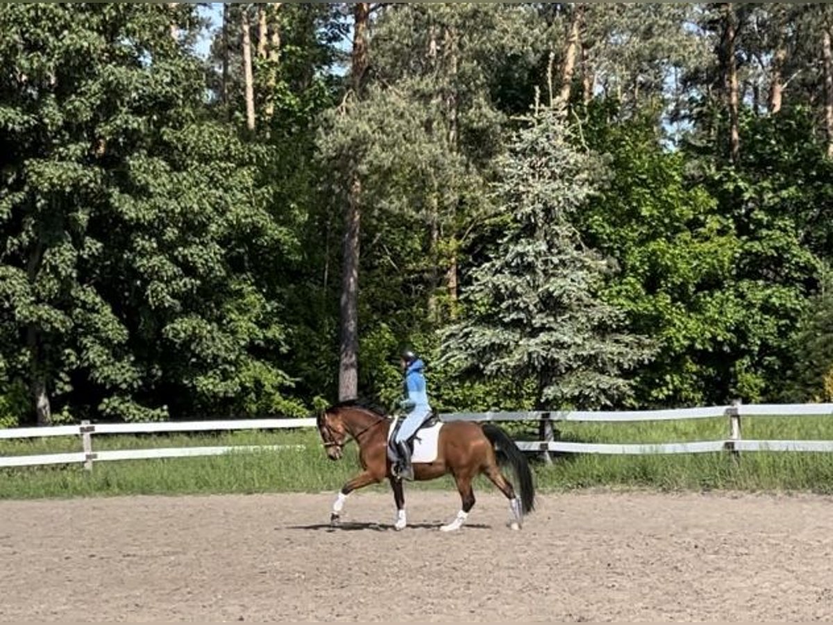 Deutsches Sportpferd Wallach 4 Jahre 160 cm Brauner in Oberbarnim Grunow, Grunow