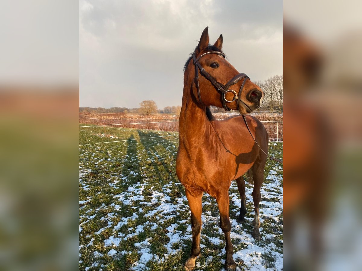Deutsches Sportpferd Wallach 4 Jahre 160 cm Brauner in Grimma
