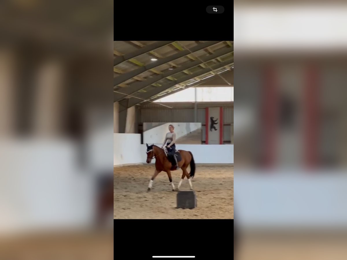 Deutsches Sportpferd Wallach 4 Jahre 161 cm Brauner in Strausberg
