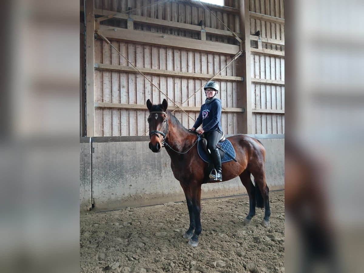 Deutsches Sportpferd Wallach 4 Jahre 161 cm Brauner in Lengenfeld