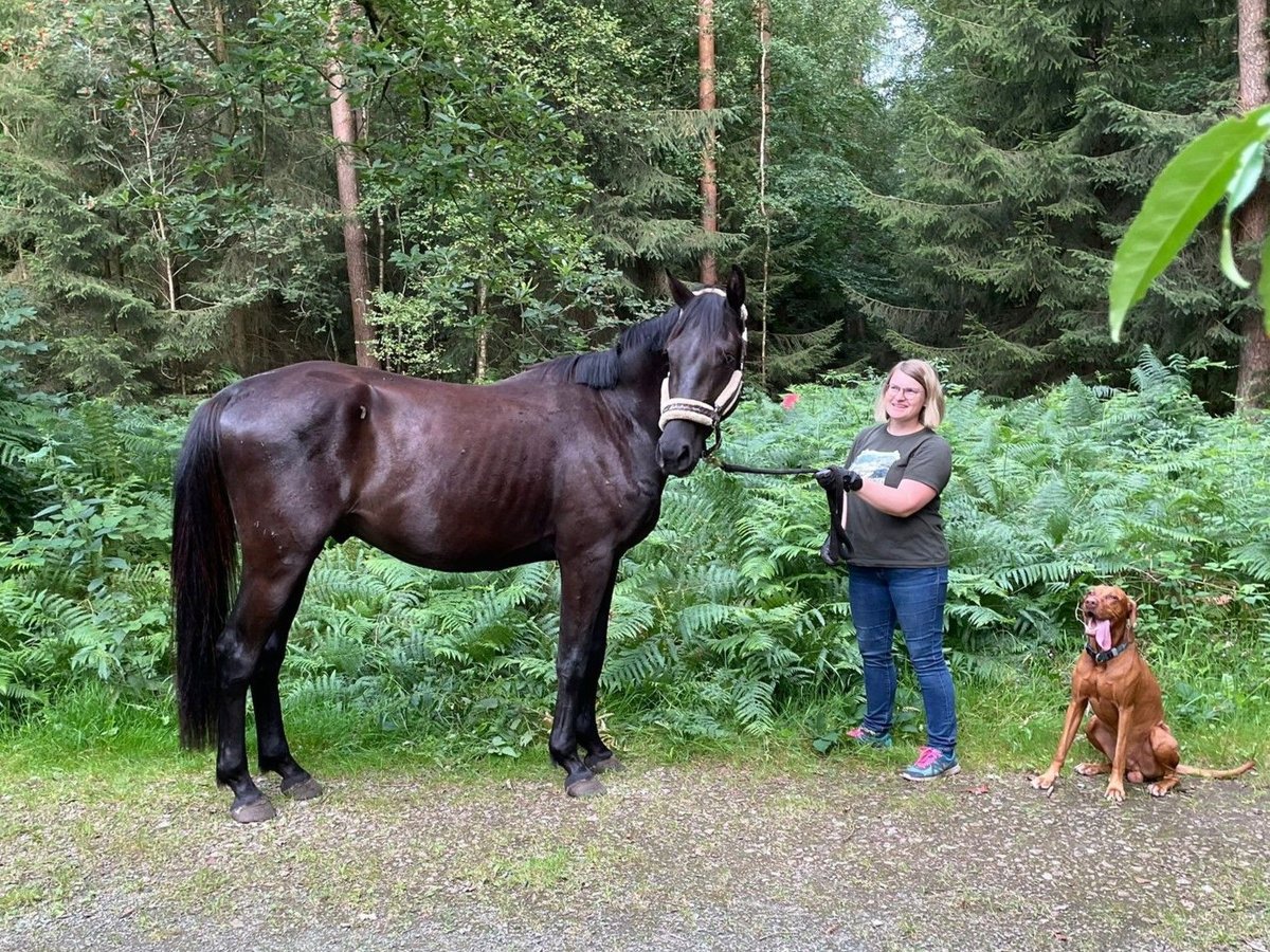 Deutsches Sportpferd Wallach 4 Jahre 161 cm Schwarzbrauner in Schwanewede