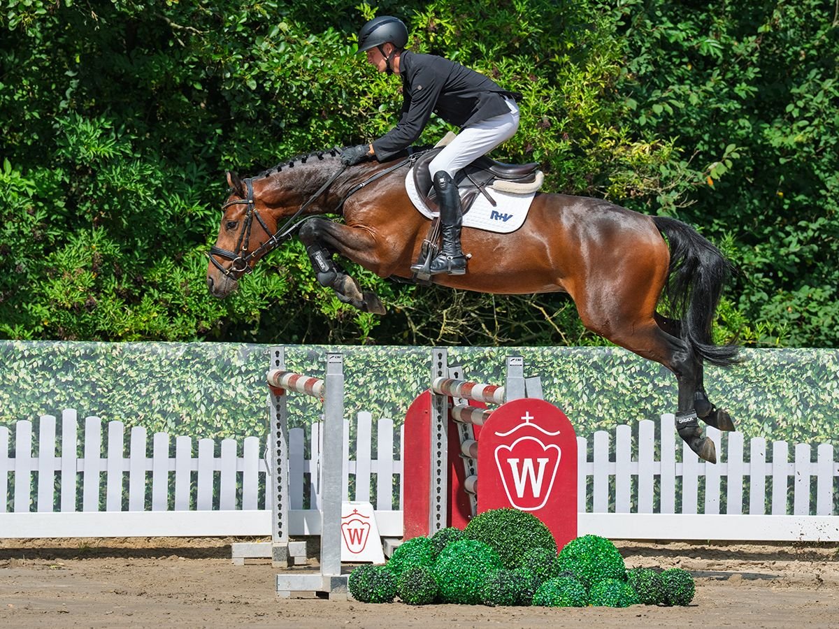 Deutsches Sportpferd Wallach 4 Jahre 162 cm Brauner in M&#xFC;nster-Handorf