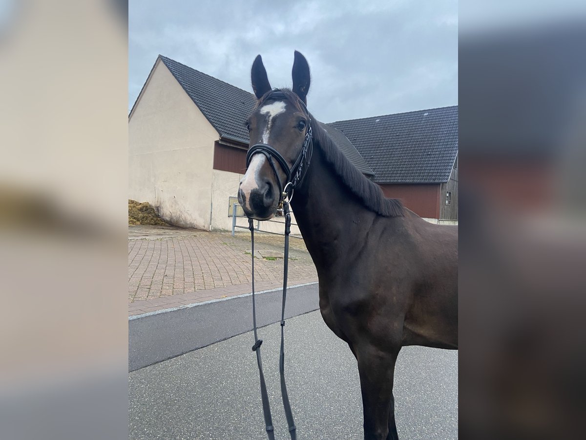 Deutsches Sportpferd Wallach 4 Jahre 162 cm Dunkelbrauner in Stimpfach