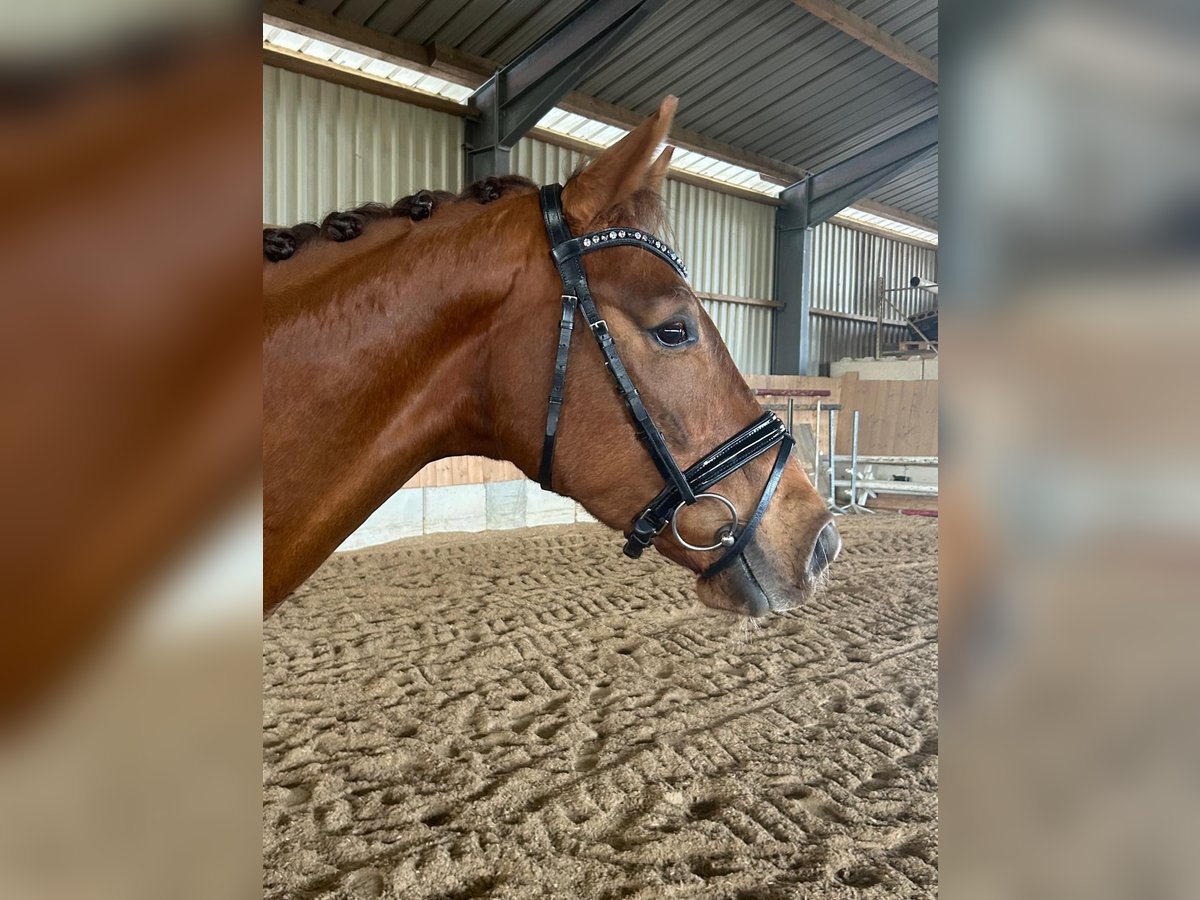 Deutsches Sportpferd Wallach 4 Jahre 162 cm Dunkelfuchs in Freystadt