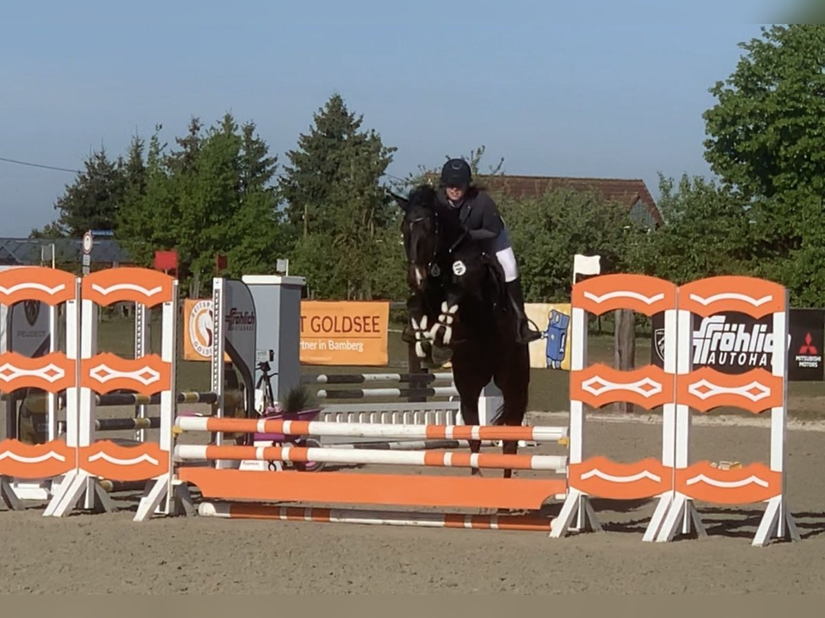 Deutsches Sportpferd Wallach 4 Jahre 162 cm Dunkelfuchs in Neumarkt in der Oberpfalz