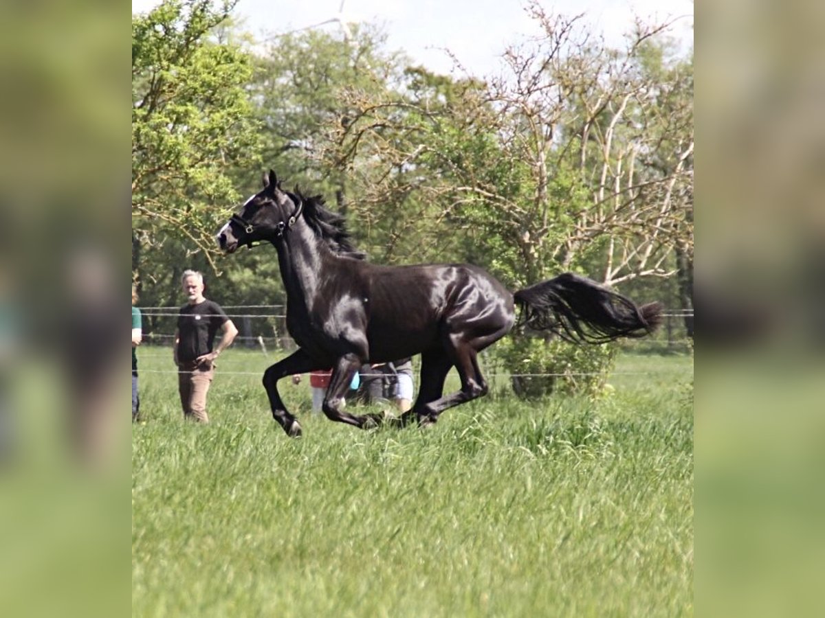Deutsches Sportpferd Wallach 4 Jahre 162 cm Rappe in Mittenwalde