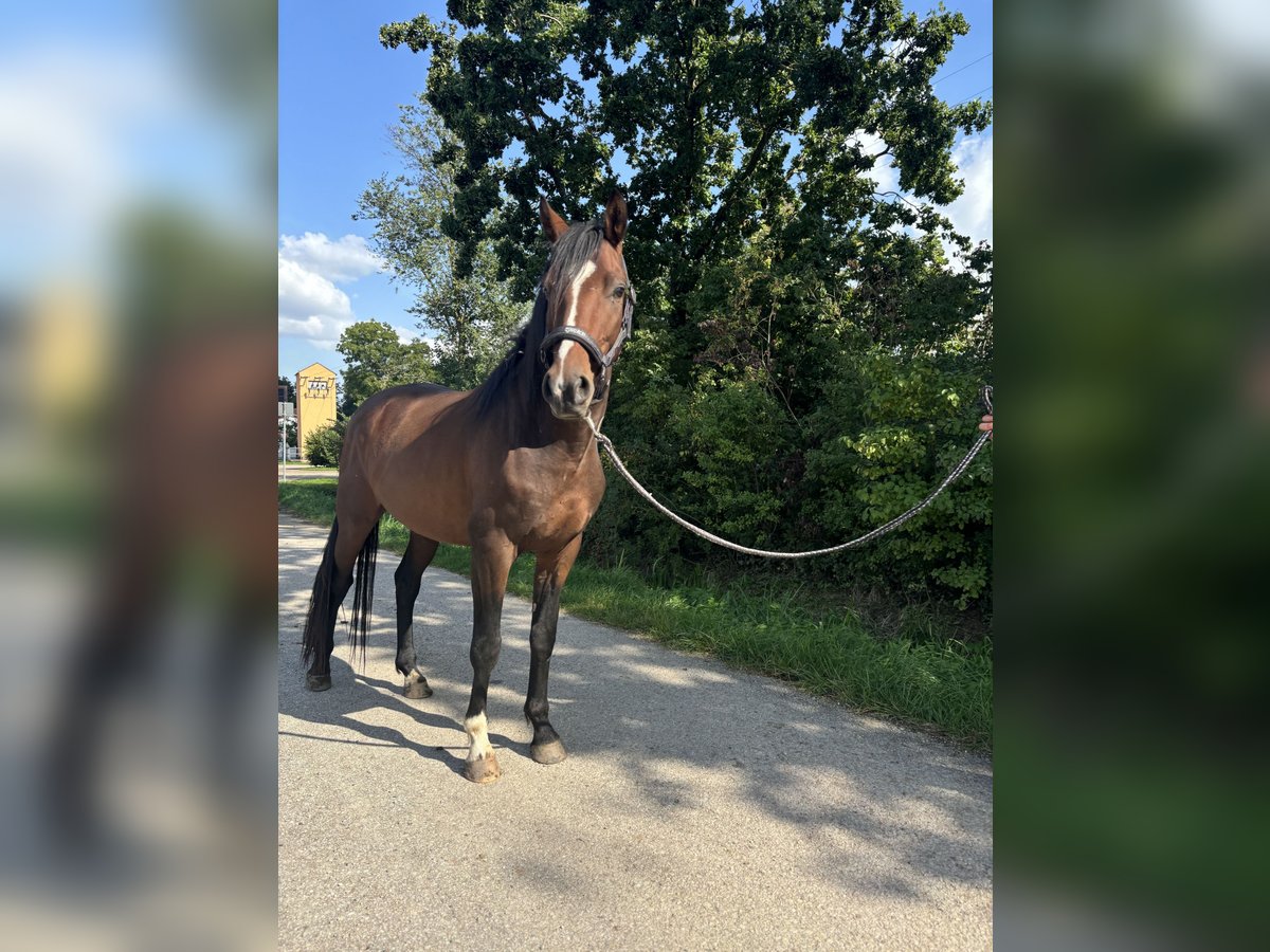 Deutsches Sportpferd Wallach 4 Jahre 163 cm Brauner in Herrieden