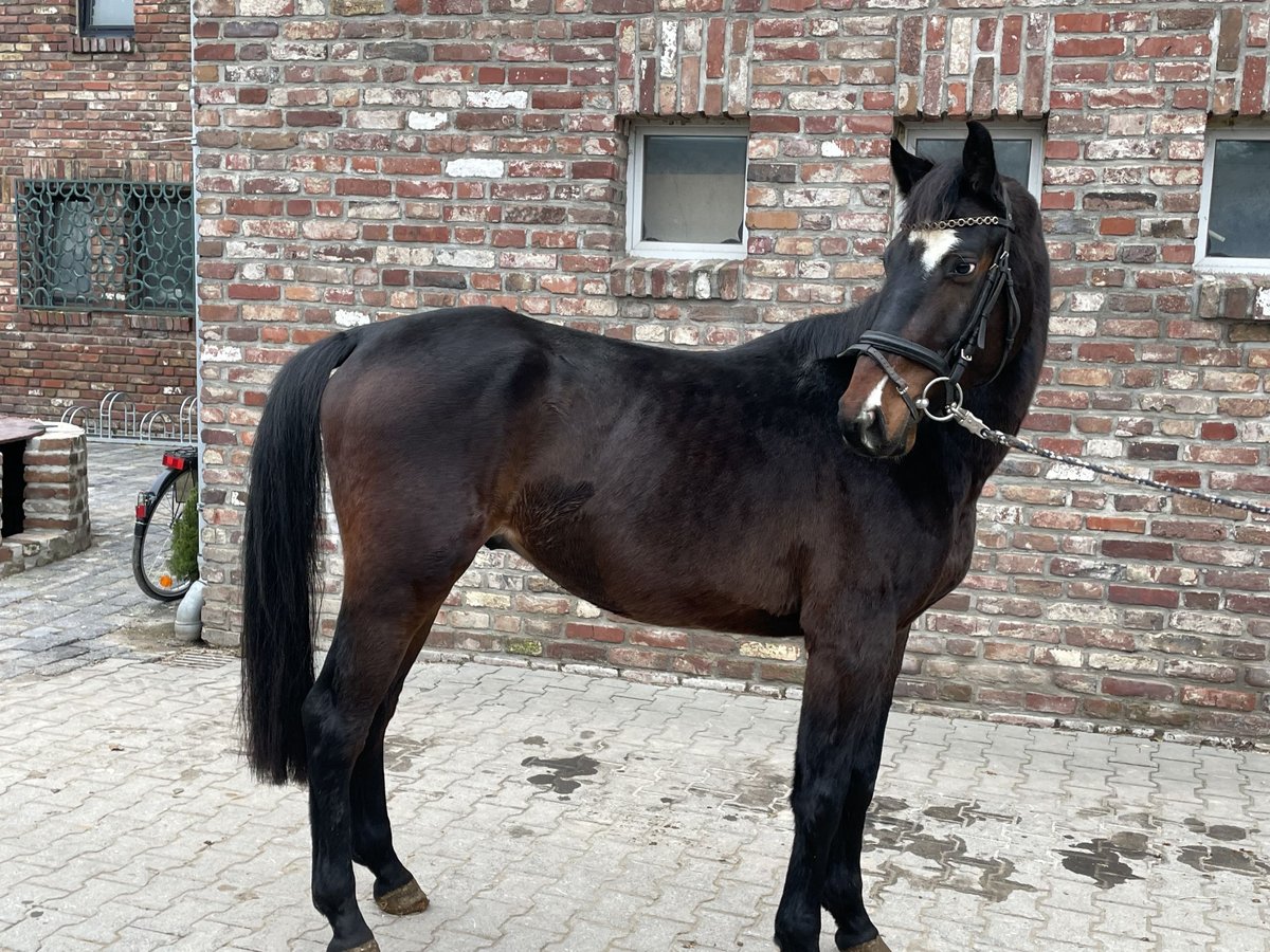 Deutsches Sportpferd Wallach 4 Jahre 163 cm Dunkelbrauner in Grevenbroich