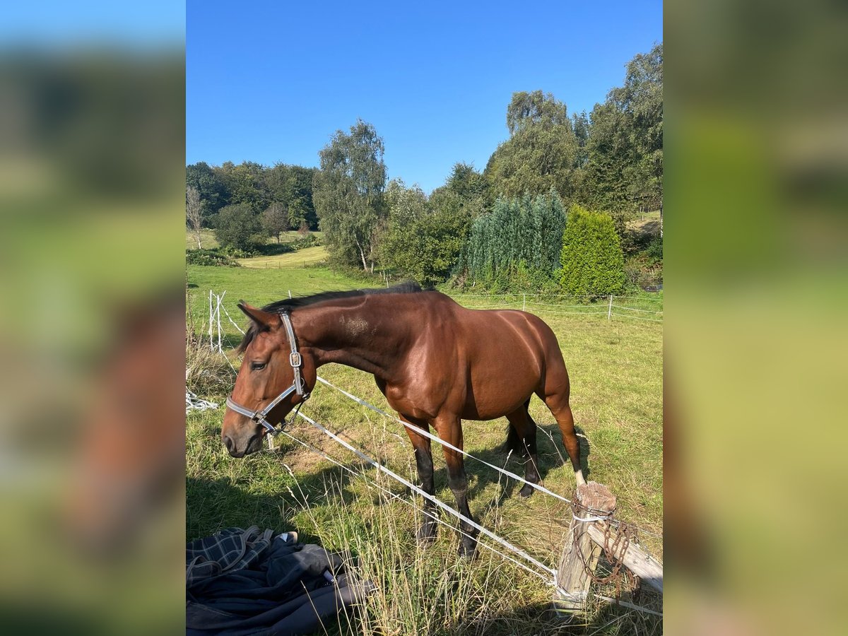 Deutsches Sportpferd Wallach 4 Jahre 164 cm Brauner in Drolshagen