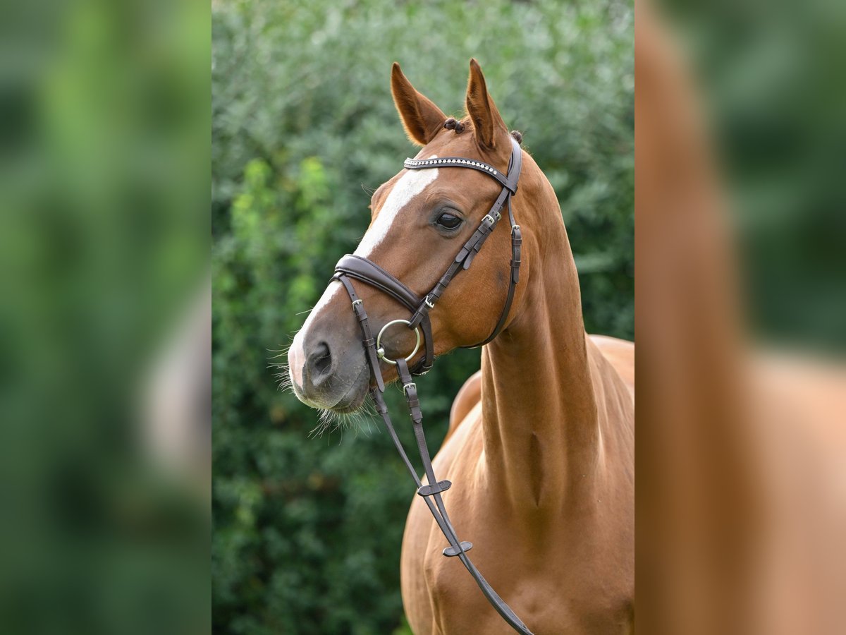 Deutsches Sportpferd Wallach 4 Jahre 164 cm Dunkelfuchs in Gomadingen