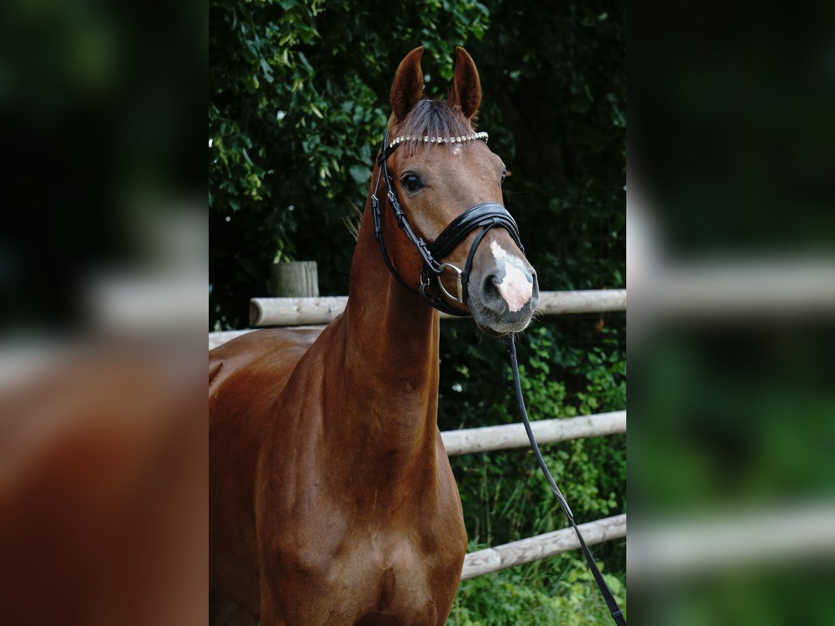 Deutsches Sportpferd Wallach 4 Jahre 164 cm Dunkelfuchs in Porta Westfalica