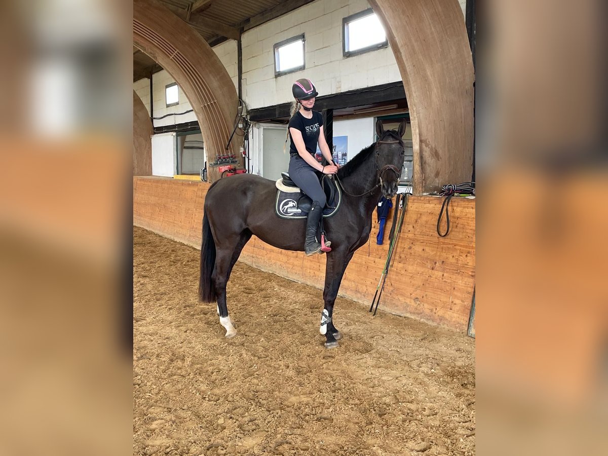 Deutsches Sportpferd Wallach 4 Jahre 164 cm Rappe in Ilsfeld