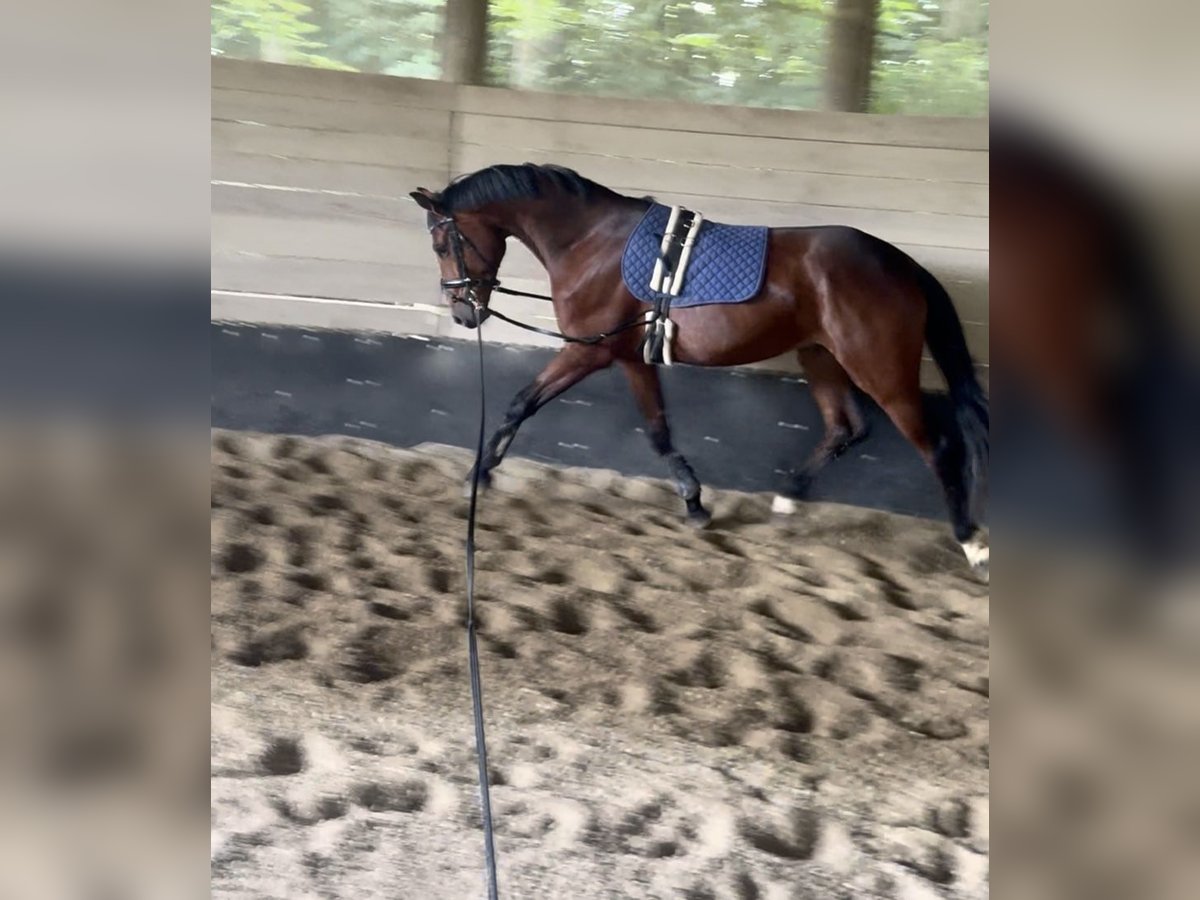 Deutsches Sportpferd Wallach 4 Jahre 165 cm Brauner in Straubing
