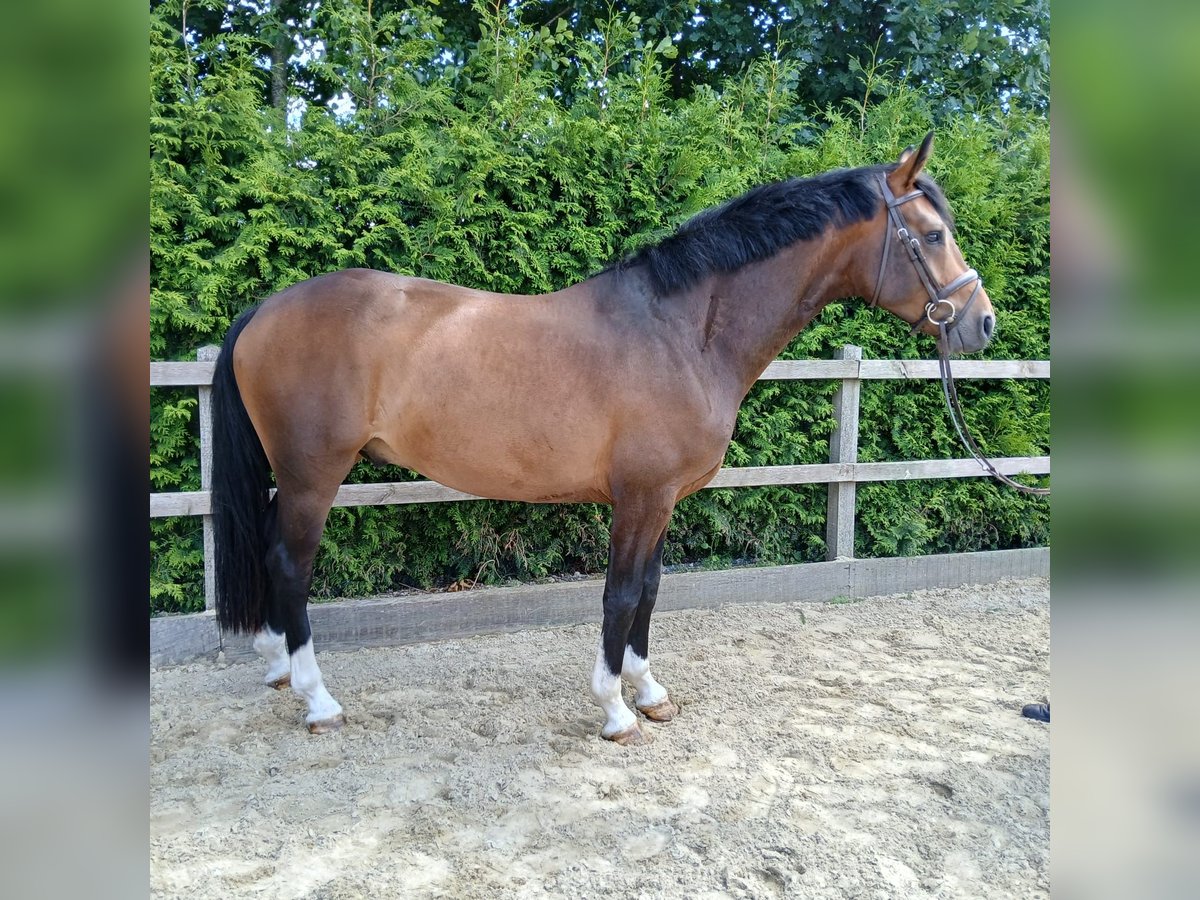 Deutsches Sportpferd Wallach 4 Jahre 165 cm Brauner in Lohne (Oldenburg)