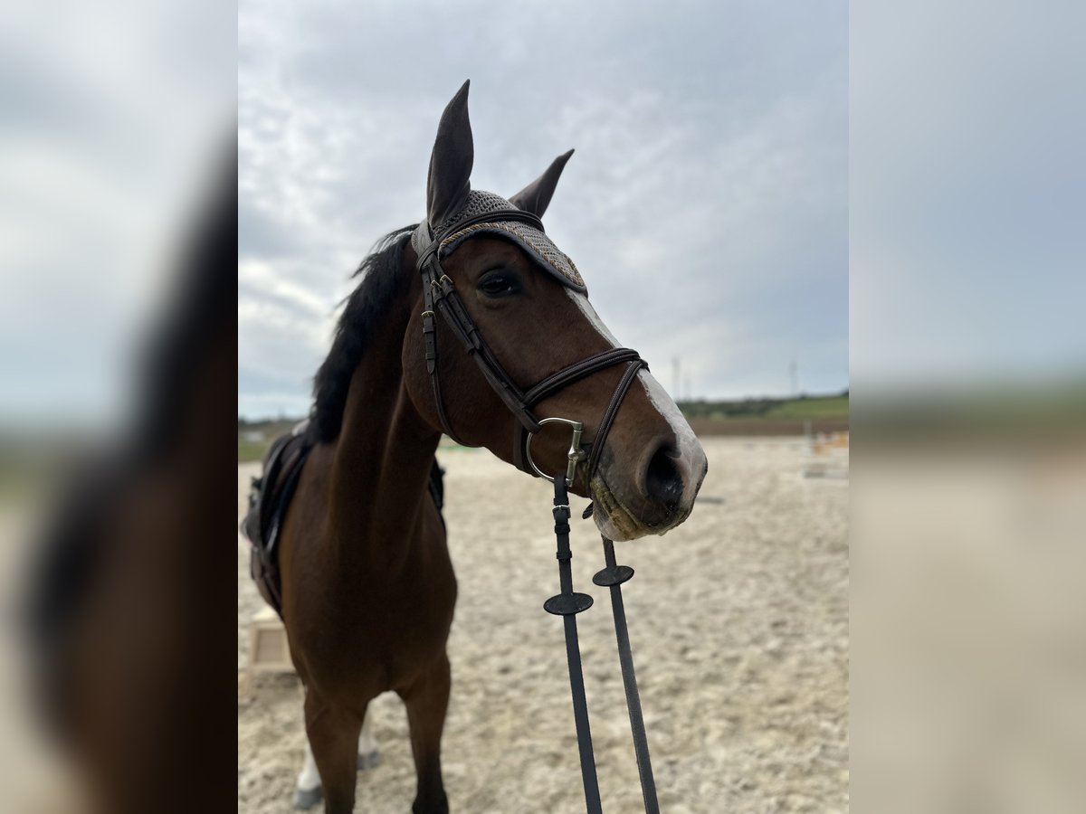 Deutsches Sportpferd Wallach 4 Jahre 165 cm Brauner in Rauschwitz