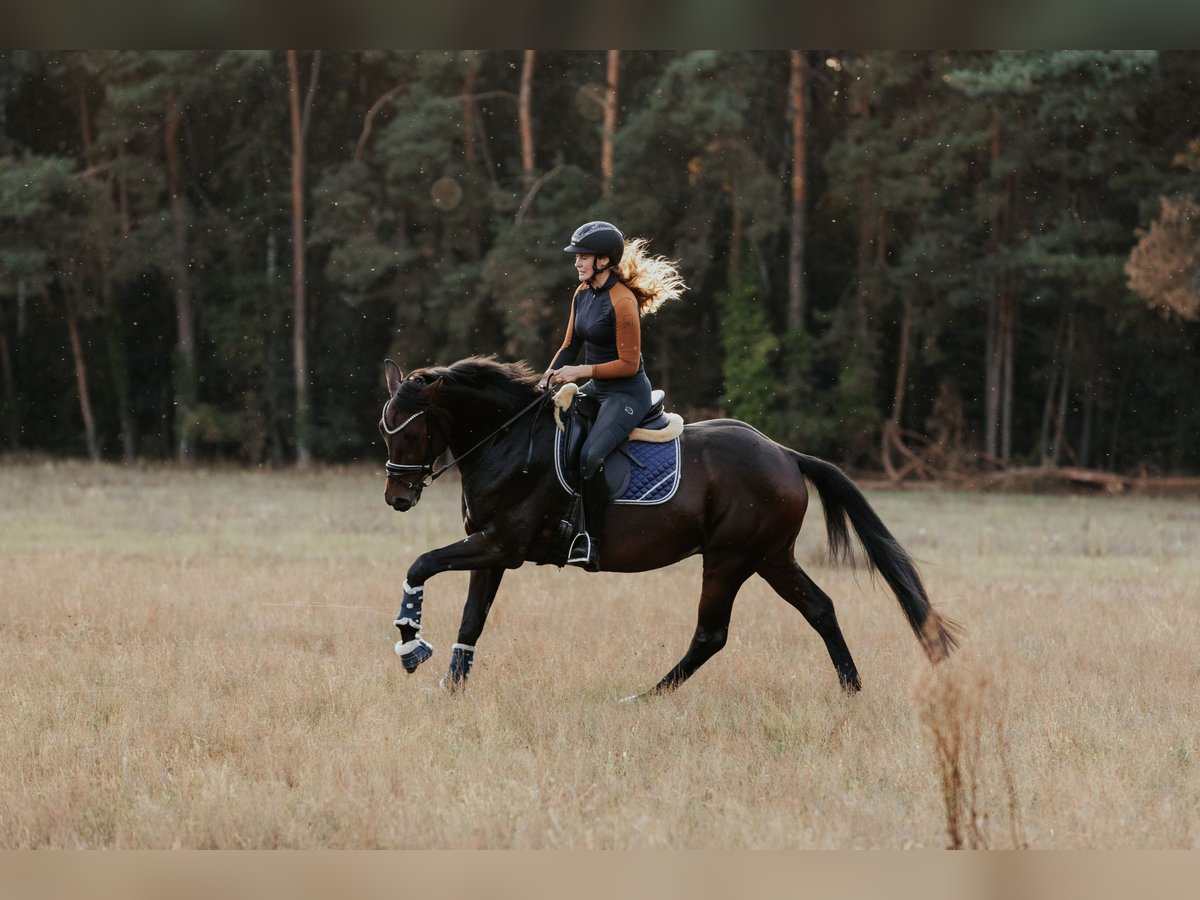 Deutsches Sportpferd, Wallach in Sieversdorf-Hohenhofen