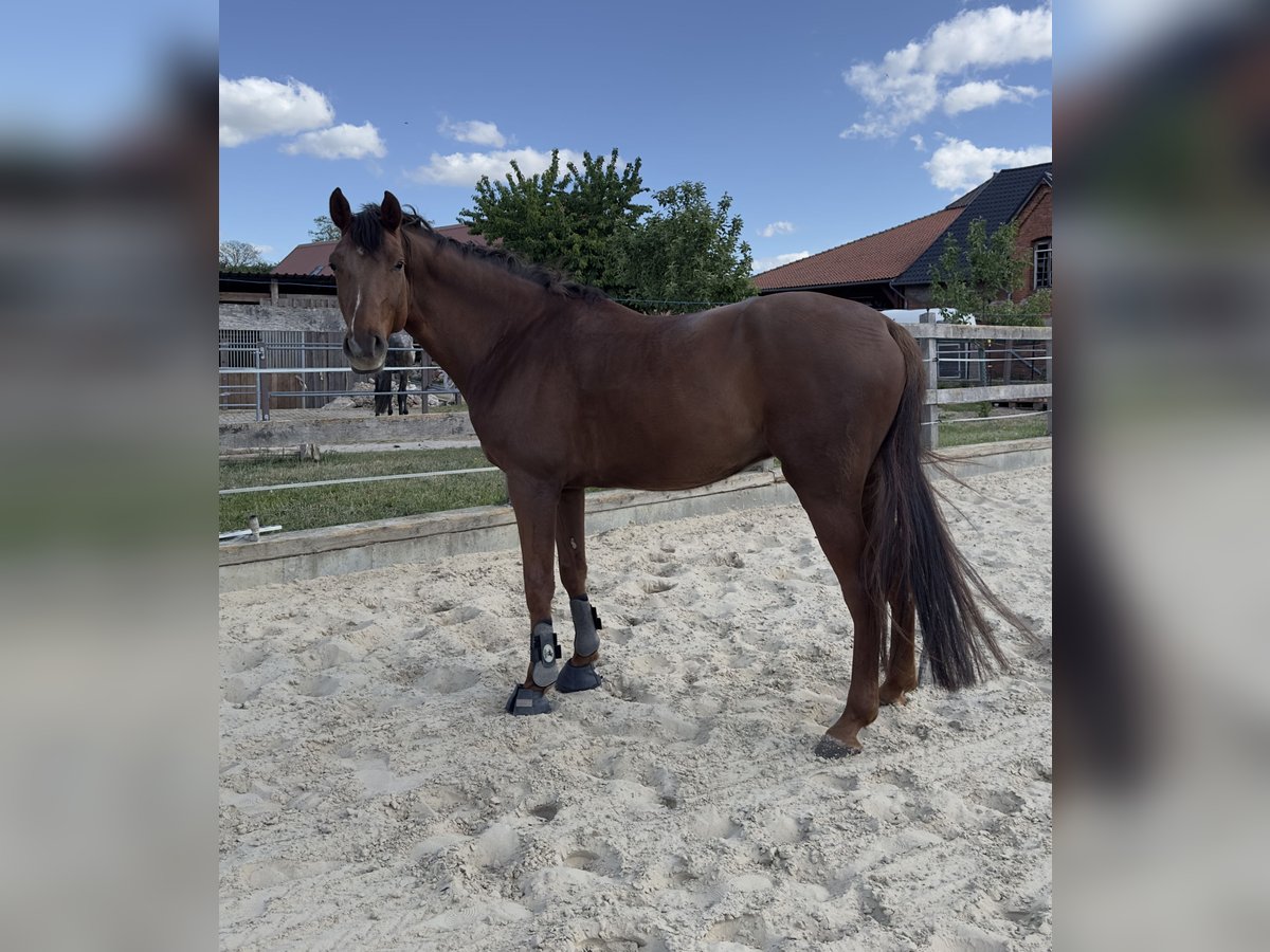 Deutsches Sportpferd Wallach 4 Jahre 165 cm Fuchs in Gronau (Leine)Gronau