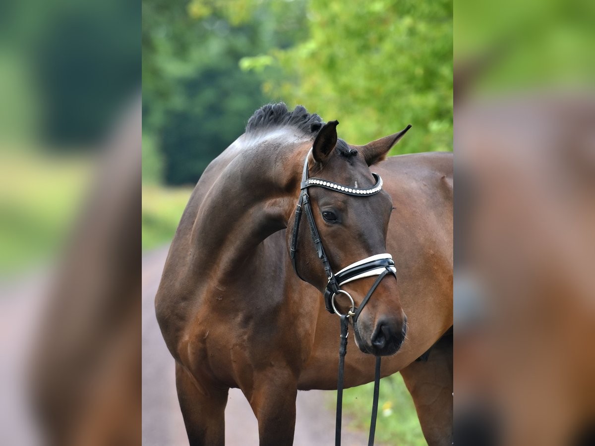 Deutsches Sportpferd Wallach 4 Jahre 166 cm in Kamern