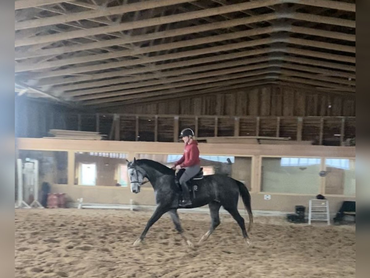 Deutsches Sportpferd Wallach 4 Jahre 167 cm Apfelschimmel in Malschwitz