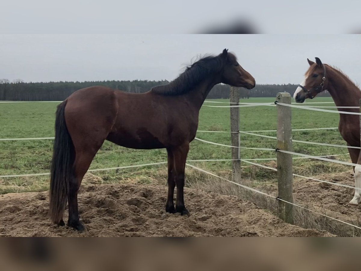 Deutsches Sportpferd Wallach 4 Jahre 167 cm Brauner in Rochau