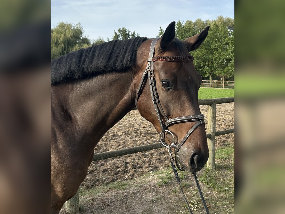 Deutsches Sportpferd, Wallach in Lahr/SchwarzwaldLahr