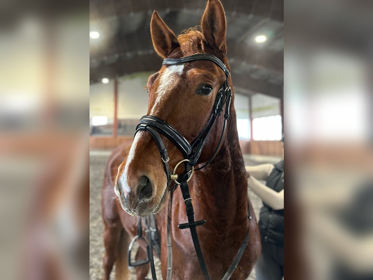 Deutsches Sportpferd Wallach 4 Jahre 167 cm Dunkelfuchs in Salzburg