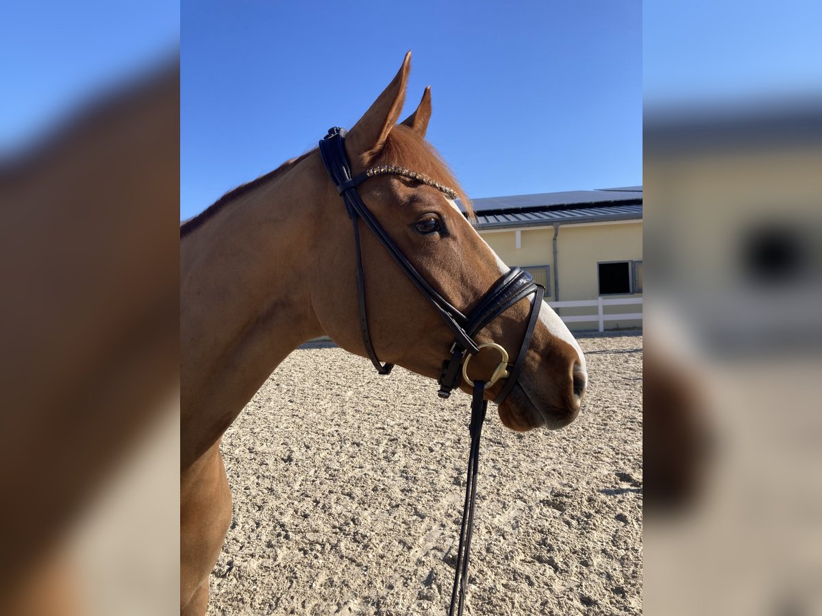 Deutsches Sportpferd Wallach 4 Jahre 167 cm Dunkelfuchs in Ebenweiler