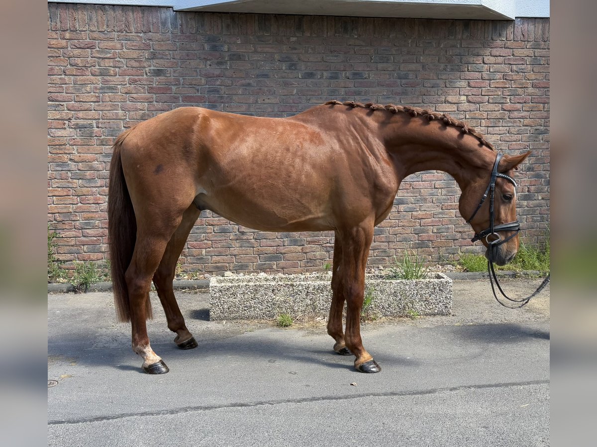 Deutsches Sportpferd Wallach 4 Jahre 167 cm Fuchs in Niederkassel