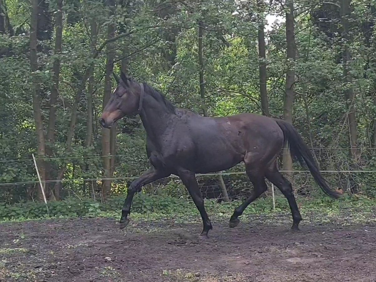 Deutsches Sportpferd Wallach 4 Jahre 167 cm Schwarzbrauner in Neustadt (Dosse)