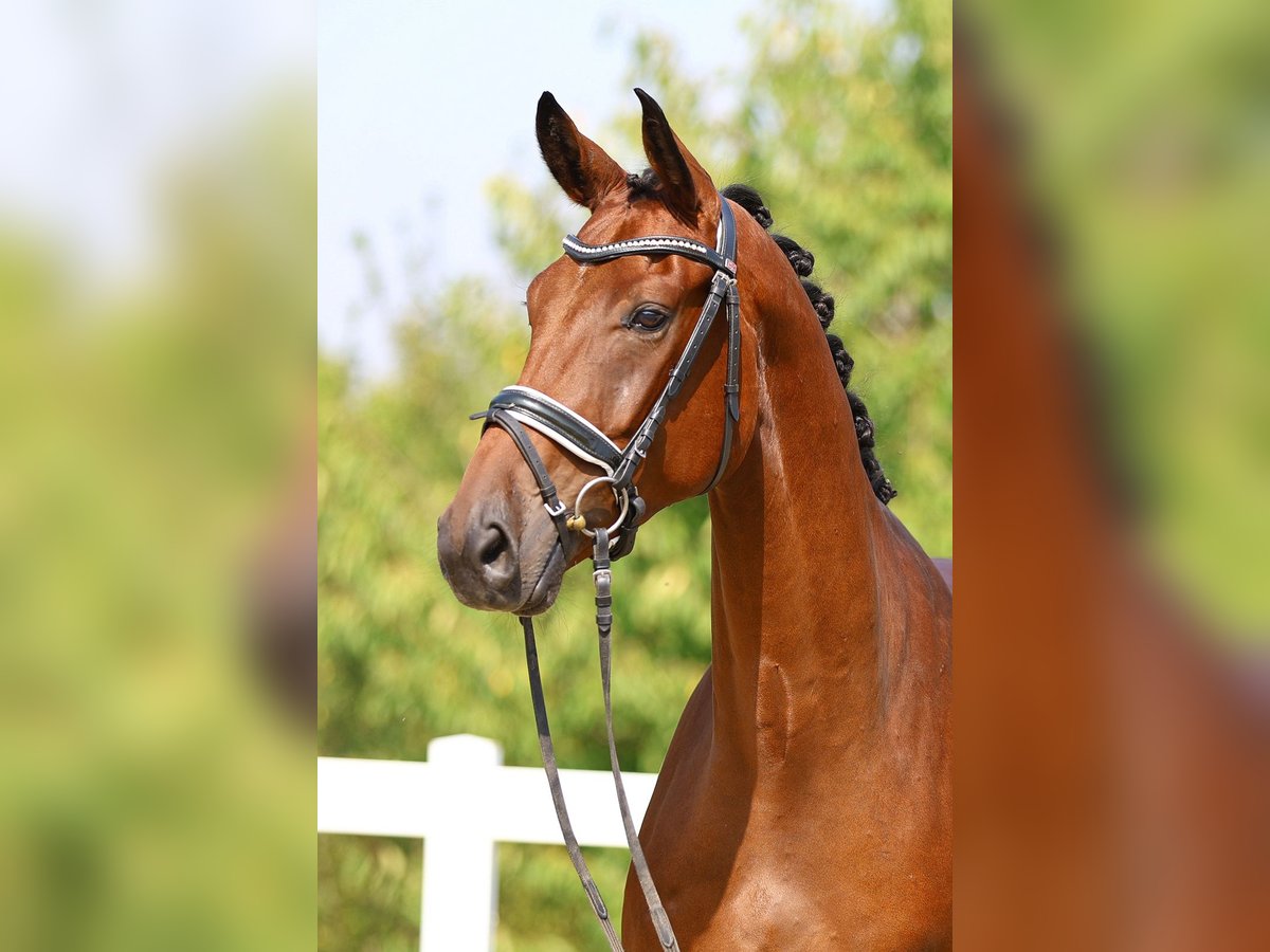 Deutsches Sportpferd Wallach 4 Jahre 168 cm Brauner in Gomadingen