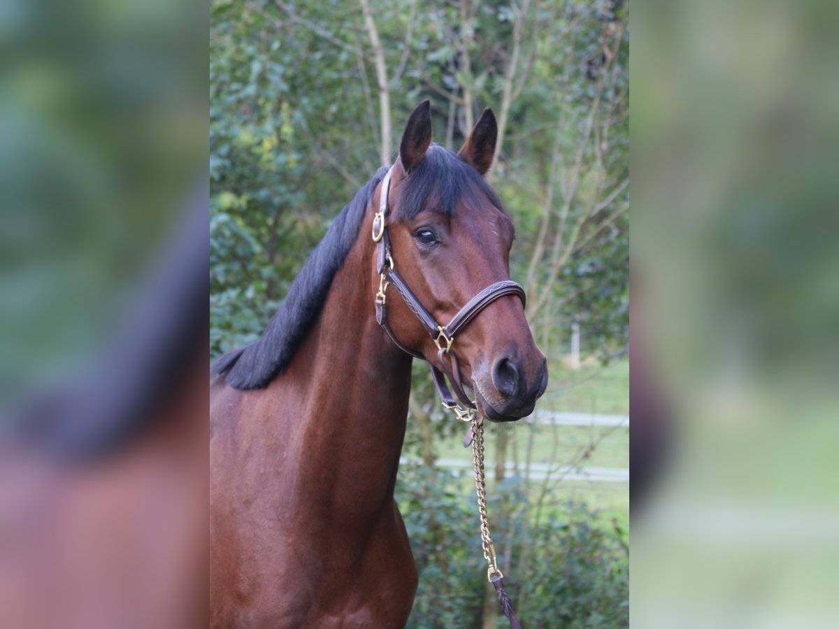 Deutsches Sportpferd Wallach 4 Jahre 168 cm Brauner in Erharting