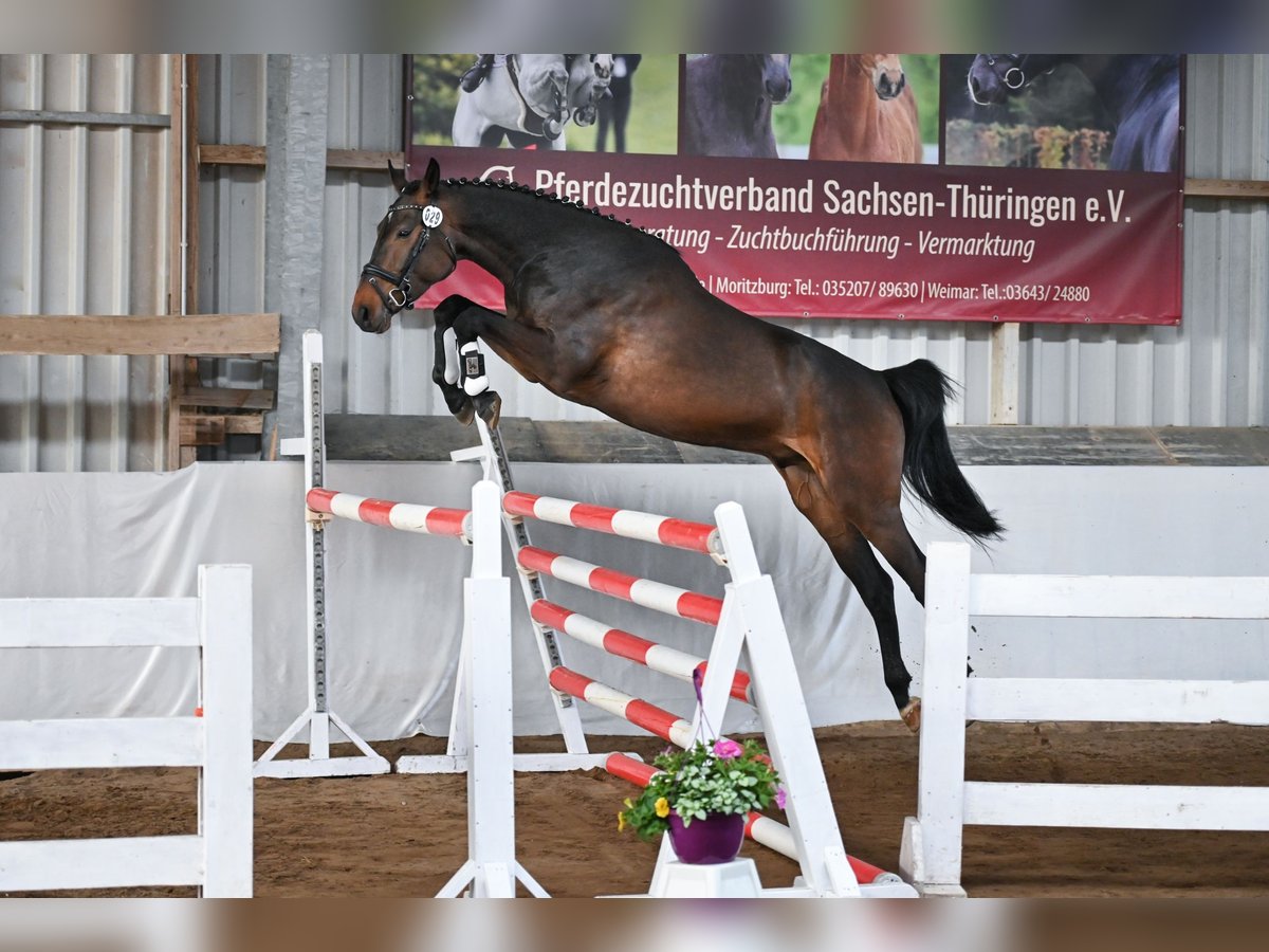 Deutsches Sportpferd, Wallach in Ilmtal-Weinstraße