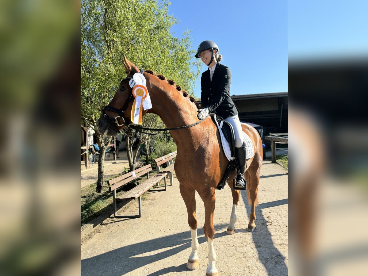 Deutsches Sportpferd Wallach 4 Jahre 168 cm Fuchs in Kirchenthumbach