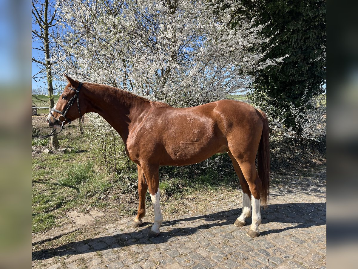 Deutsches Sportpferd Wallach 4 Jahre 168 cm Fuchs in Aschersleben