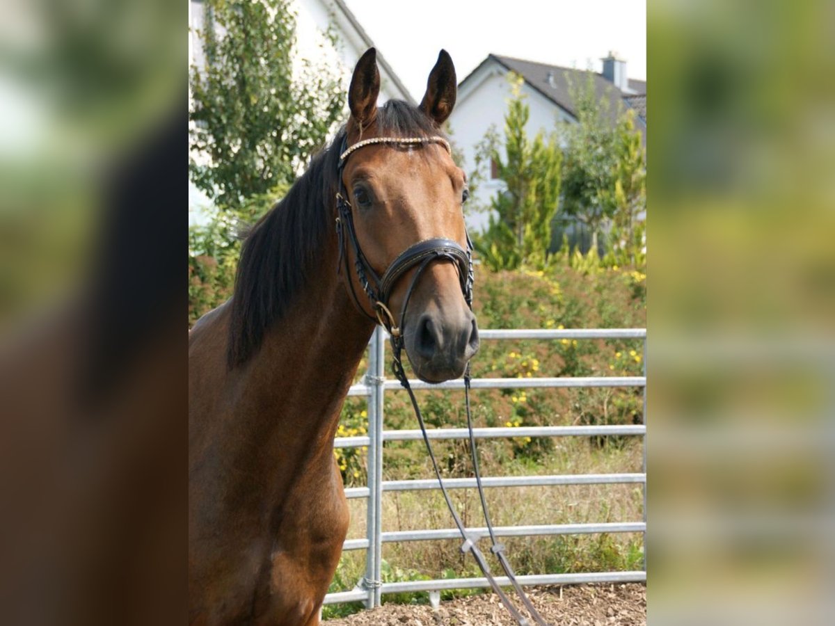 Deutsches Sportpferd Wallach 4 Jahre 168 cm in Sontheim an der Brenz