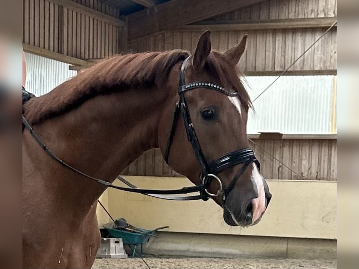 Deutsches Sportpferd Wallach 4 Jahre 169 cm Fuchs in Ostrach