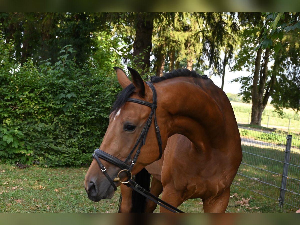 Deutsches Sportpferd, Wallach in Karlsfeld