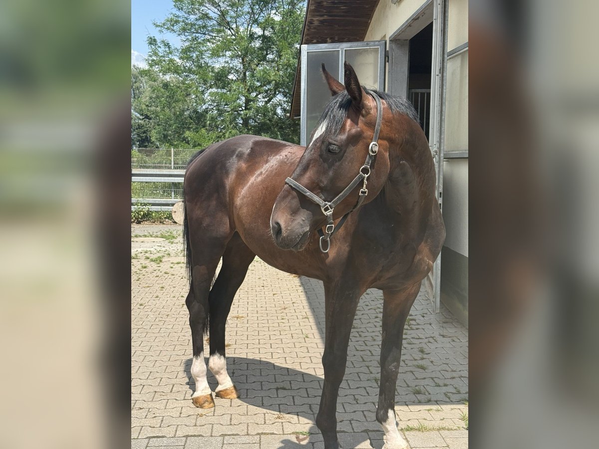 Deutsches Sportpferd Wallach 4 Jahre 170 cm Dunkelbrauner in Viernheim