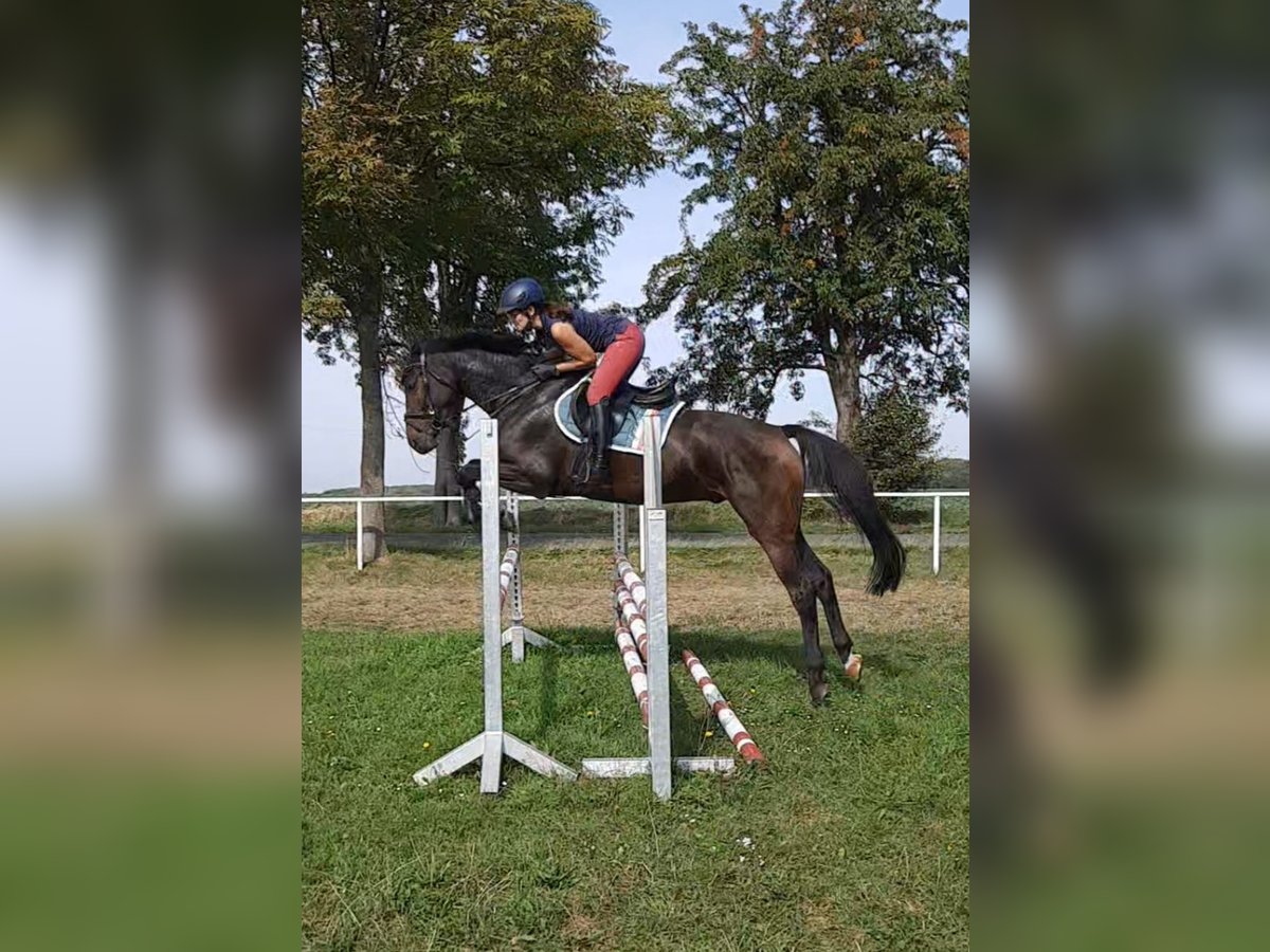 Deutsches Sportpferd, Wallach in Ilmtal-Weinstraße