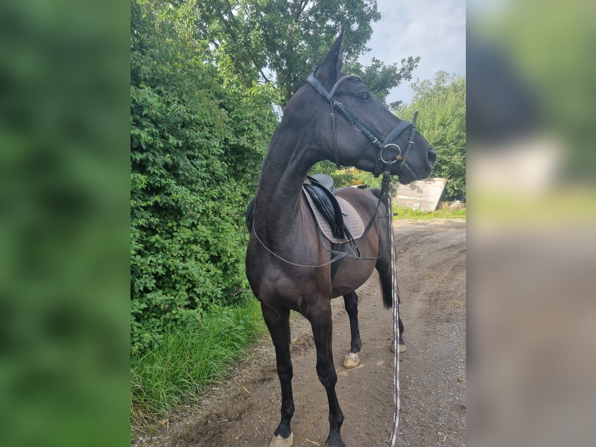 Deutsches Sportpferd Wallach 4 Jahre 170 cm Rappe in Fischach