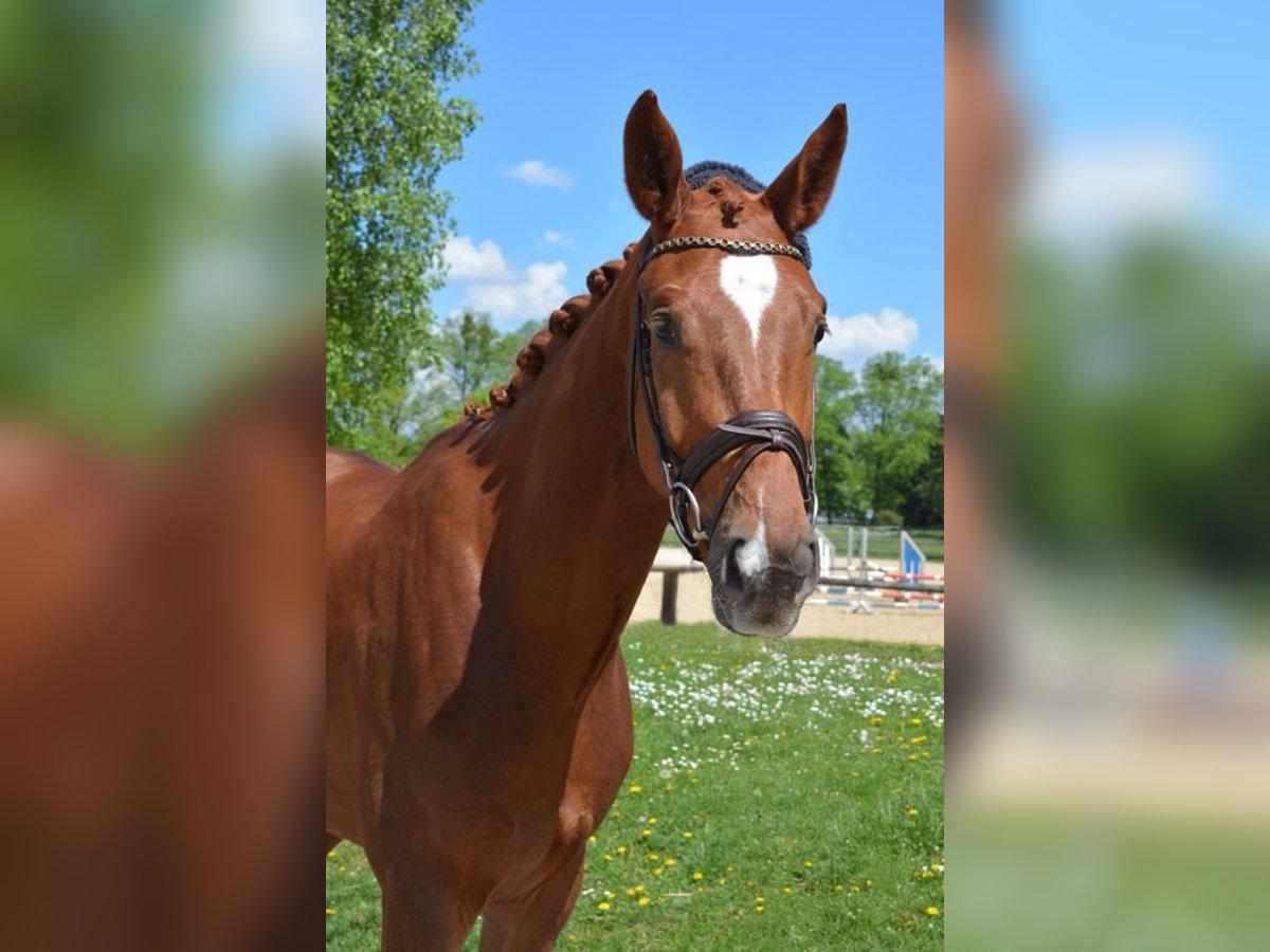 Deutsches Sportpferd Wallach 4 Jahre 171 cm Dunkelfuchs in M&#xFC;nchen