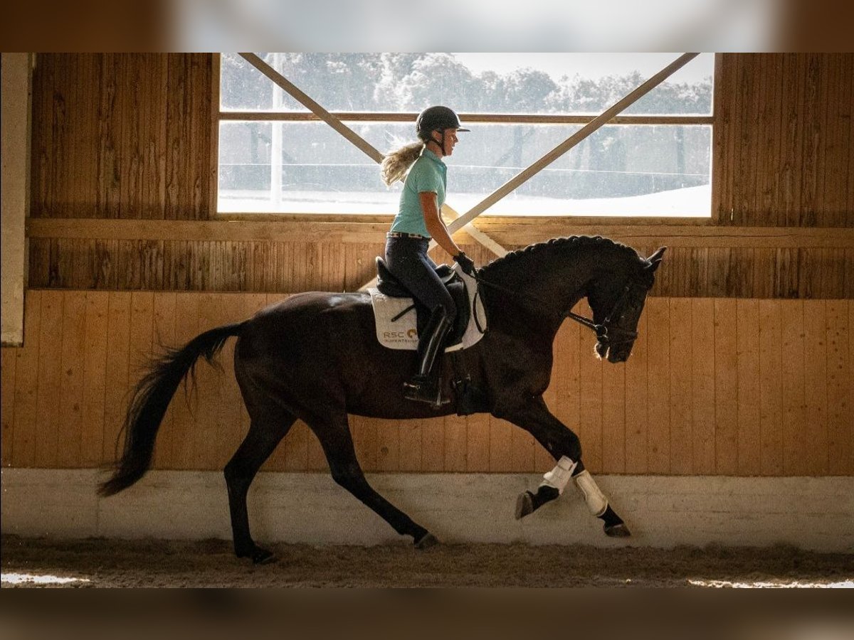 Deutsches Sportpferd Wallach 4 Jahre 171 cm Rappe in Bad Schussenried