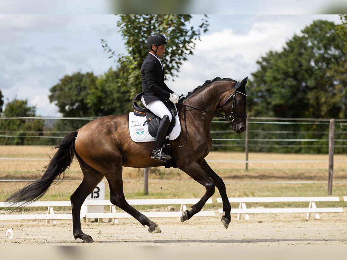 Deutsches Sportpferd Wallach 4 Jahre 172 cm Dunkelbrauner in Büttelborn