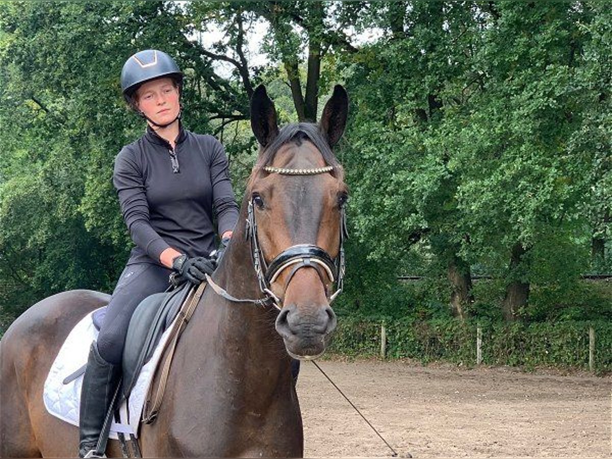 Deutsches Sportpferd Wallach 4 Jahre 172 cm Dunkelbrauner in Verden (Aller)